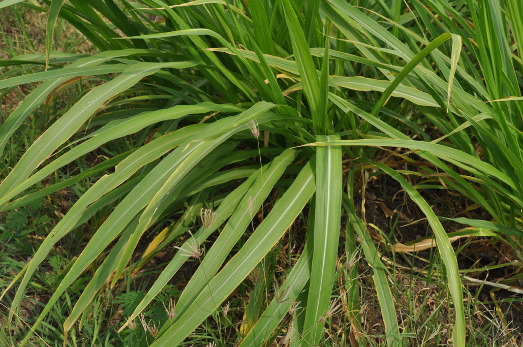 Chloris barbata